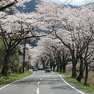 奥びわ湖パークウエイの桜